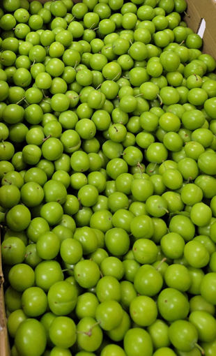 Sour Green Plums  Yesil Erik 
